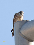 American Kestrel 5627